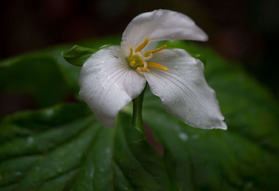 Robin Loznak Photography Rare wildflowers in Oregon