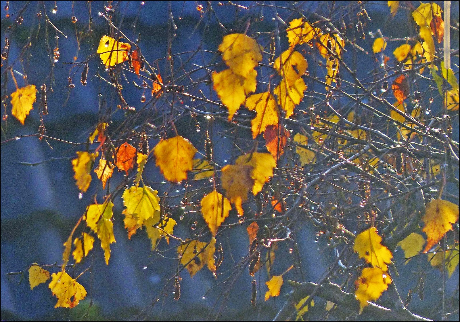 Wild and Wonderful Tree Following Silver Birch in December Wild and Wonderful Tree Following Silver Birch in December