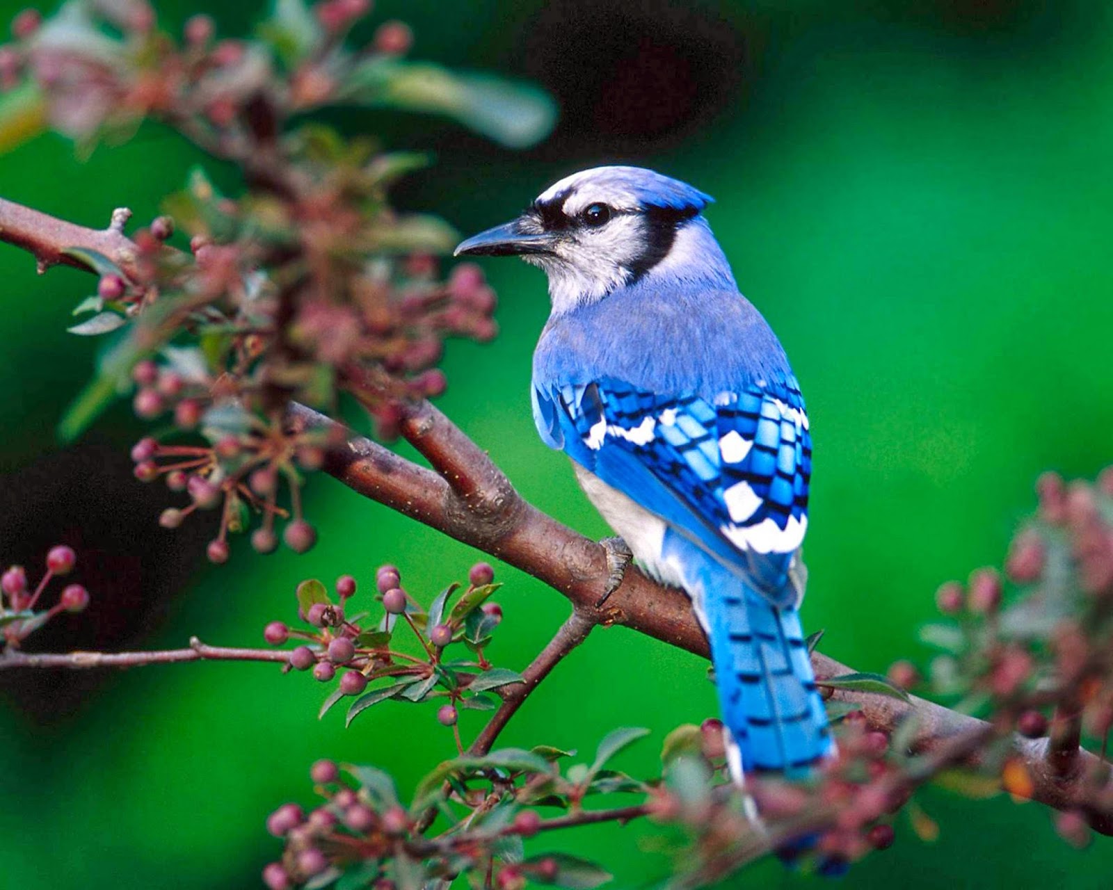 Blue Jay Bird Pets