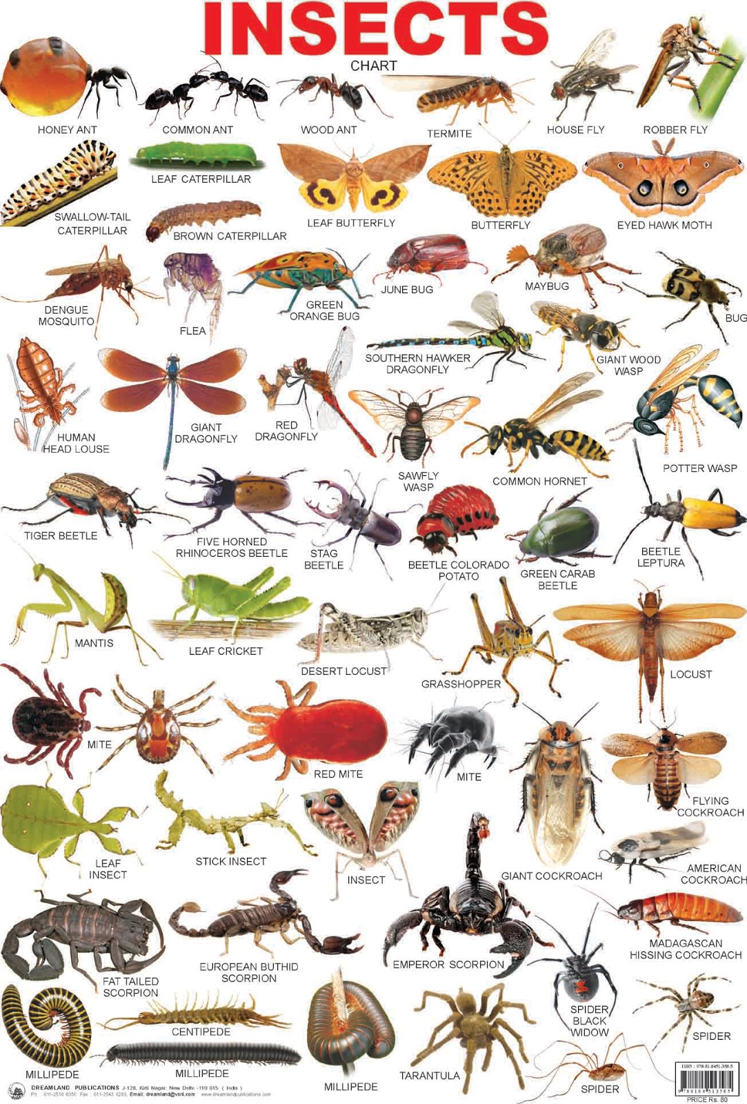 English To Success Insects centipede-82