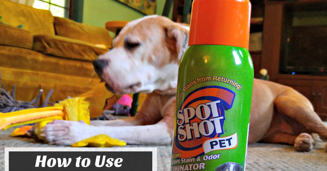 How to Use Spot Shot Pet to Clean Old Carpet Stains Pawsitively Pets