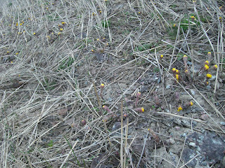 Tussilagoblommor%2B%25281%2529 - Skön morgonstart