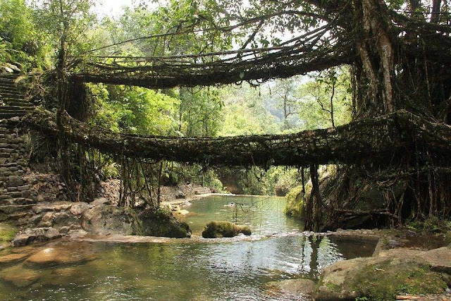 Uma viagem através das 12 mais belas florestas do mundo elfandarilha
