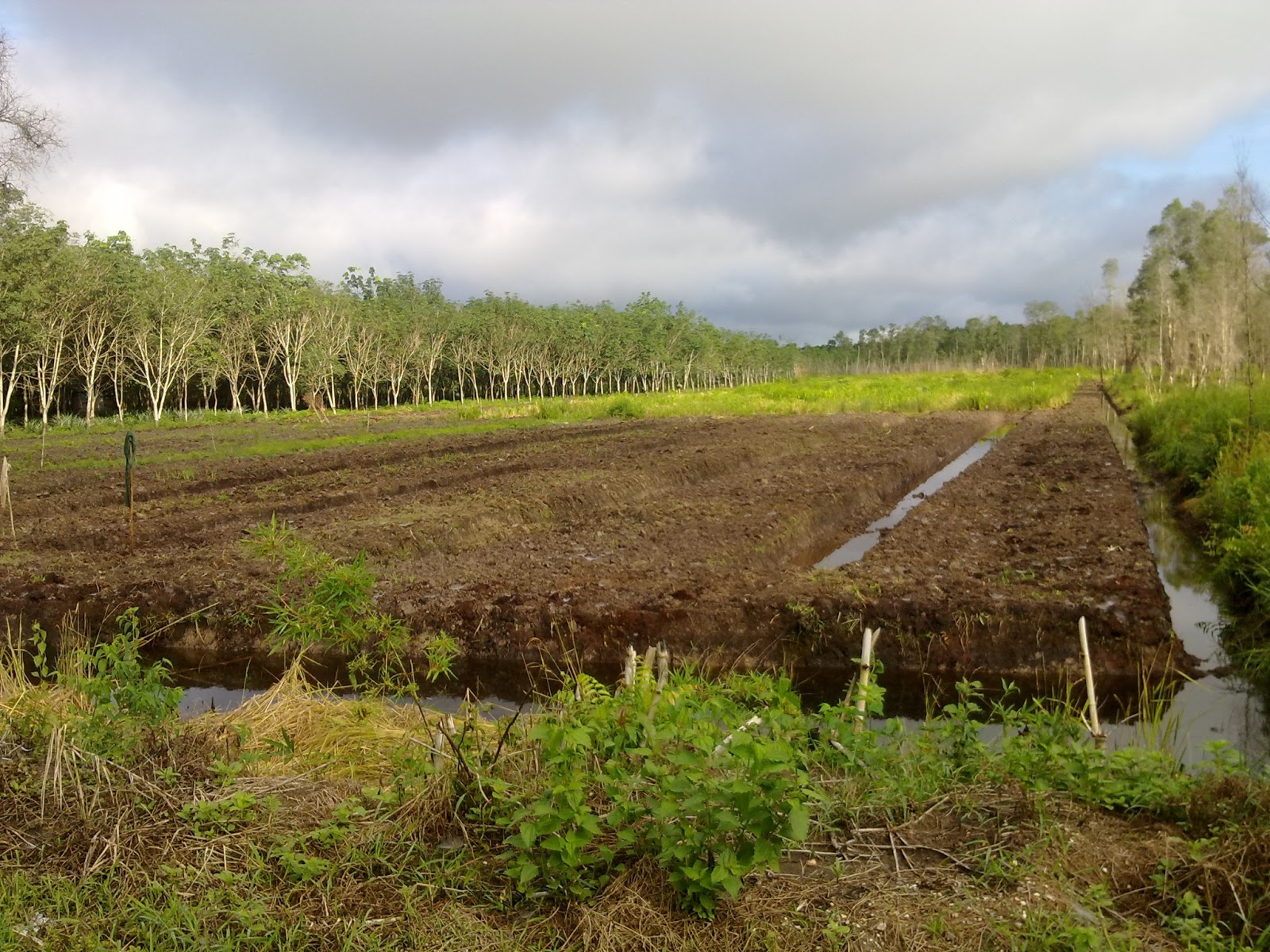 Still Don't know what to do, I feel so silly!: PLTB (Pengelolaan Lahan