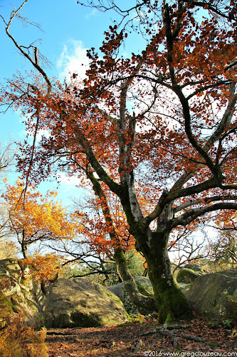 Hêtre à l'automne, Bas Cuvier, Fontainebleau