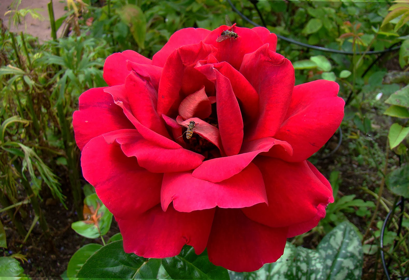 Flowers by Friends Old Rose by Liz