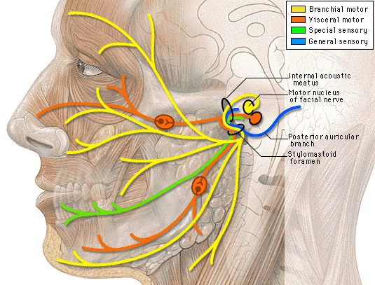 Buzzing In Ear >> Jill's Cochlear Implant Journey: What took so long? Buzzing In Ear >> Jill's Cochlear Implant Journey: What took so long?