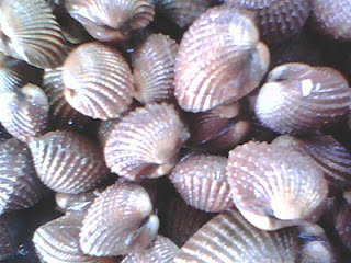 ANEKA KERANG: Manfaat Kerang Darah