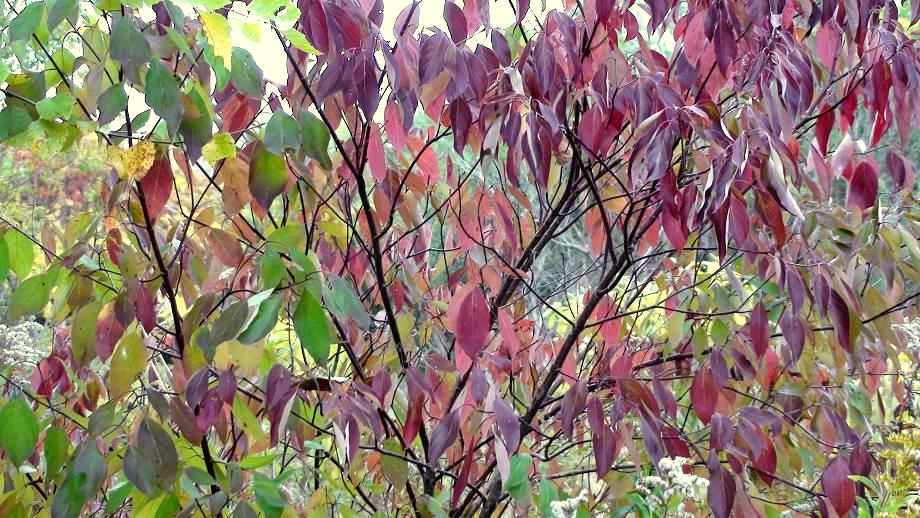 Tales From The Wilds: Hermit Thrushes on the Move & More Fall Colors