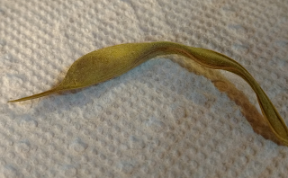 Purple Peacock Pole Bean F2 - dry pod