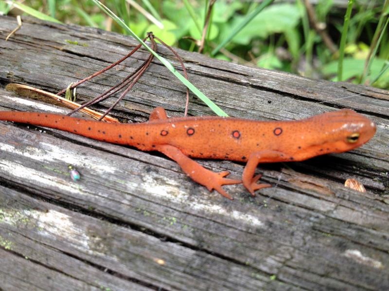 Central New York Nature Study: A Red Eft - A Development Stage of the