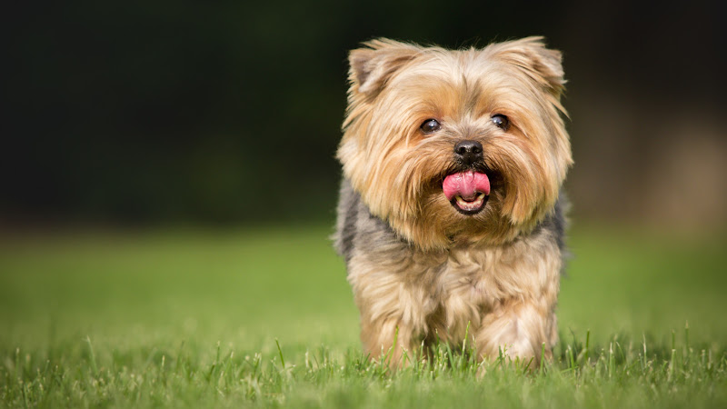 Cute Dog