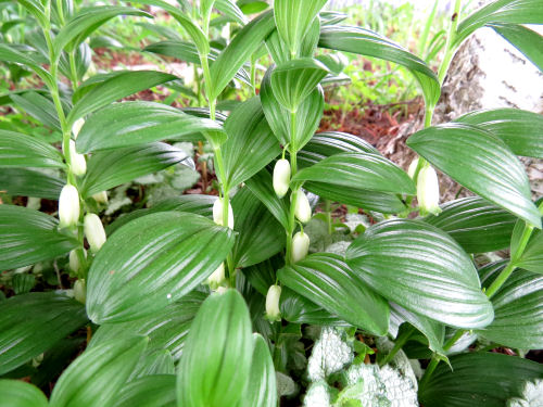 Solomon's Seal