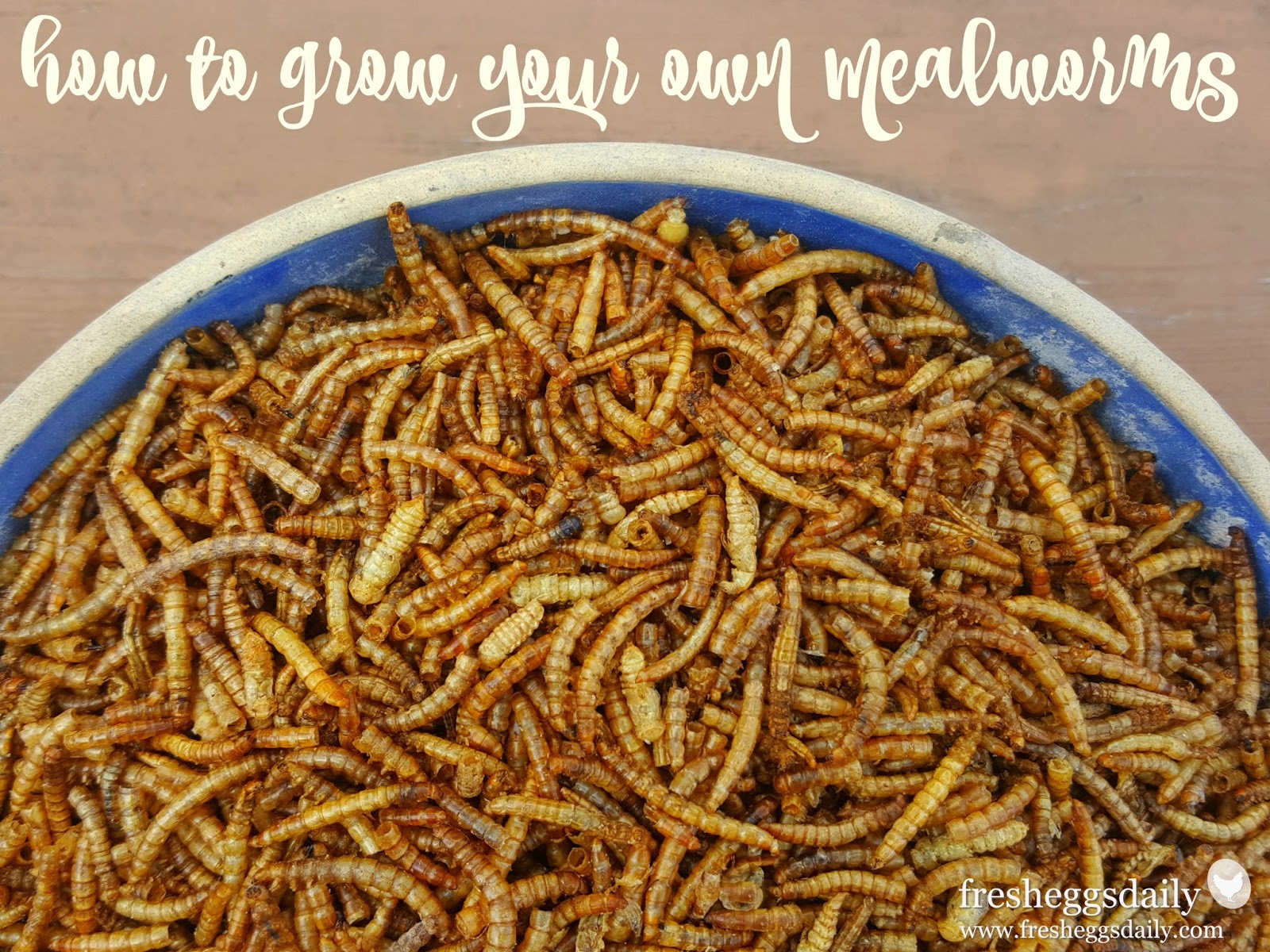 Research paper mealworm