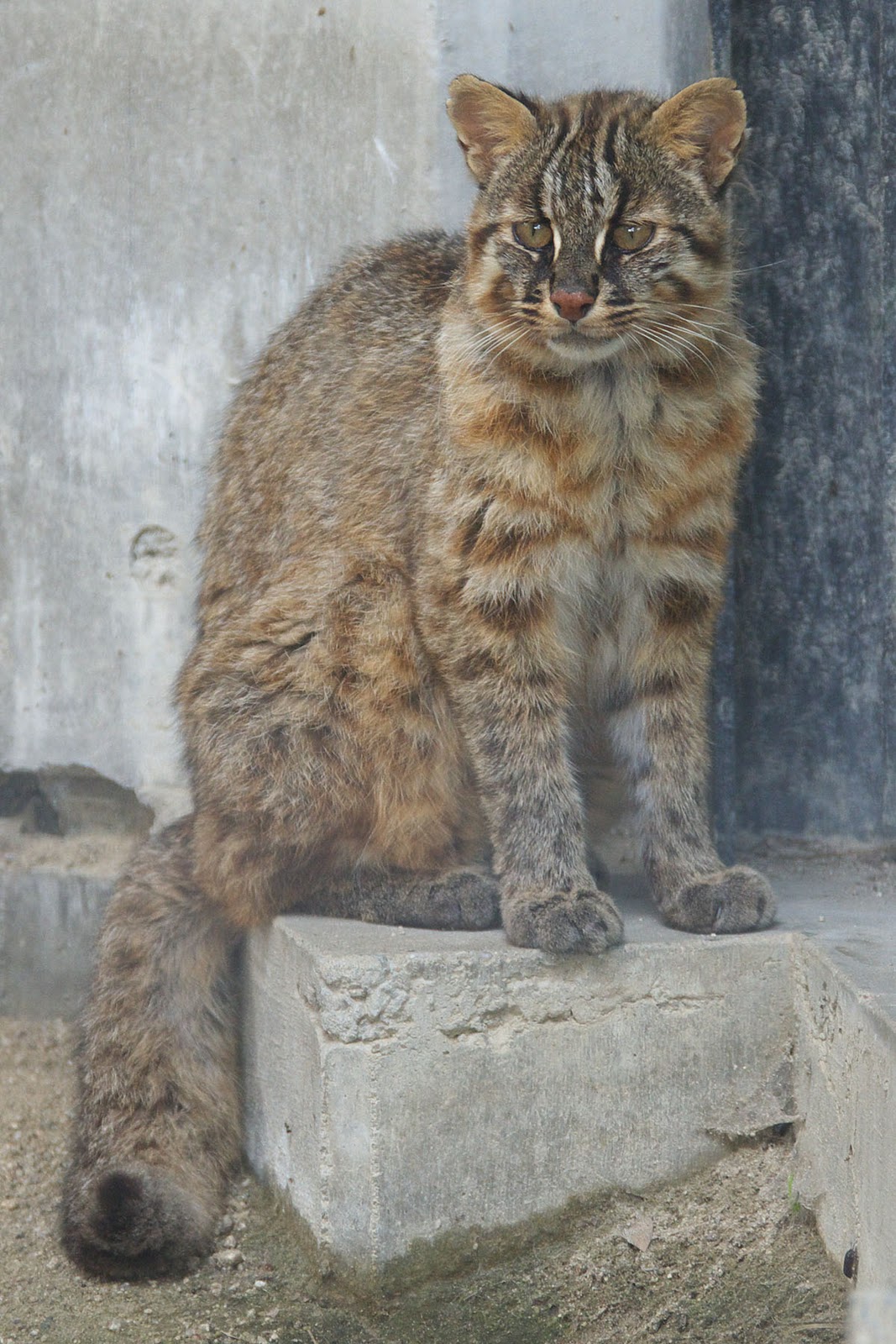 The Jungle Store: Leopard Cats