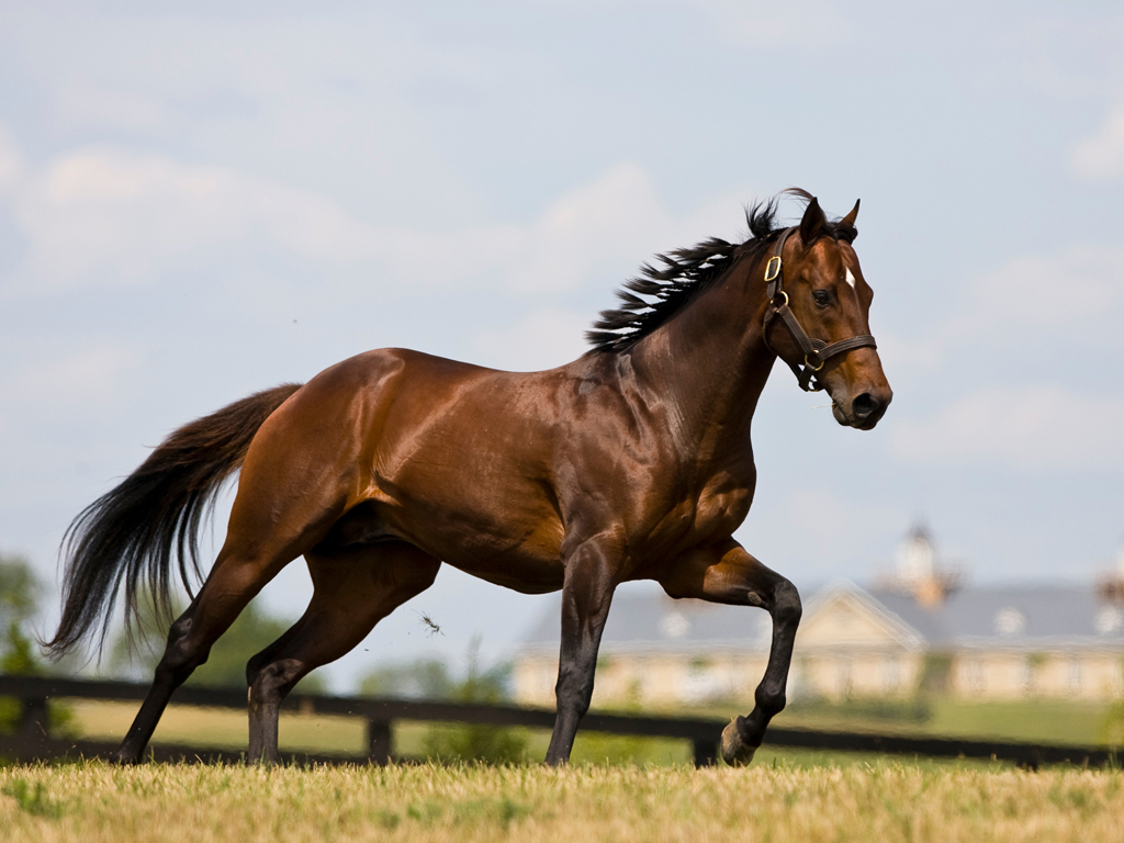 HD Animals Wallpapers: Brown Thoroughbred Horse Pictures