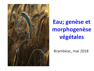 Eau; genèse et morphogenèse végétales