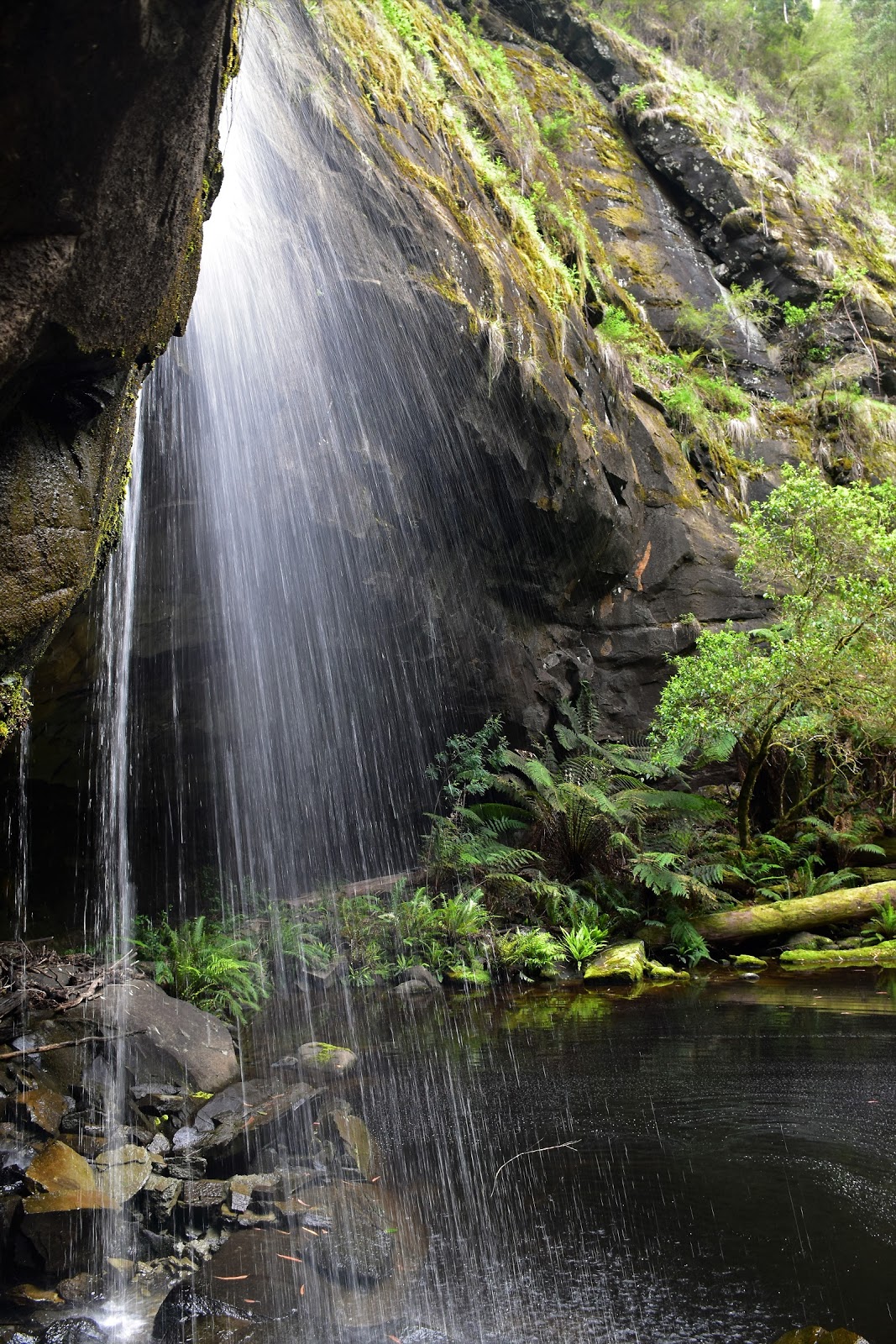Goin' Feral One Day At A Time Big Hill to Horseshoe Falls, Great Otway