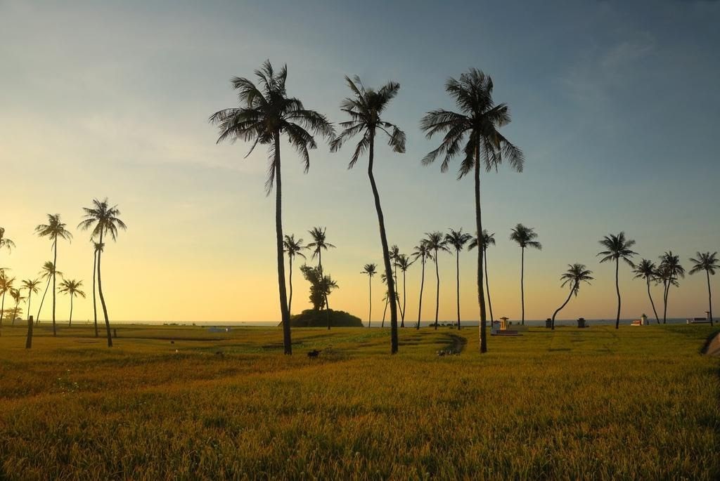 Những cánh đồng hành và đồng tỏi trên Đảo Lý Sơn | Phượt Đảo Lý Sơn | Tư  vấn Du Lịch, Nhà Nghỉ, Khách Sạn, Homestay