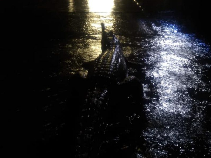 Alluvione Australia: Enormi coccodrilli invadono le strade durante l'incredibile inondazione.