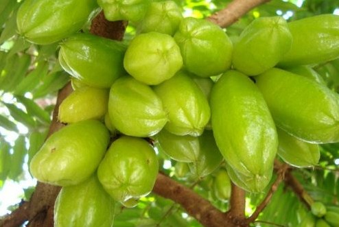 Cara Menyembuhkan Batuk Berdahak Cara Menyembuhkan Batuk Berdahak dengan Belimbing Wuluh