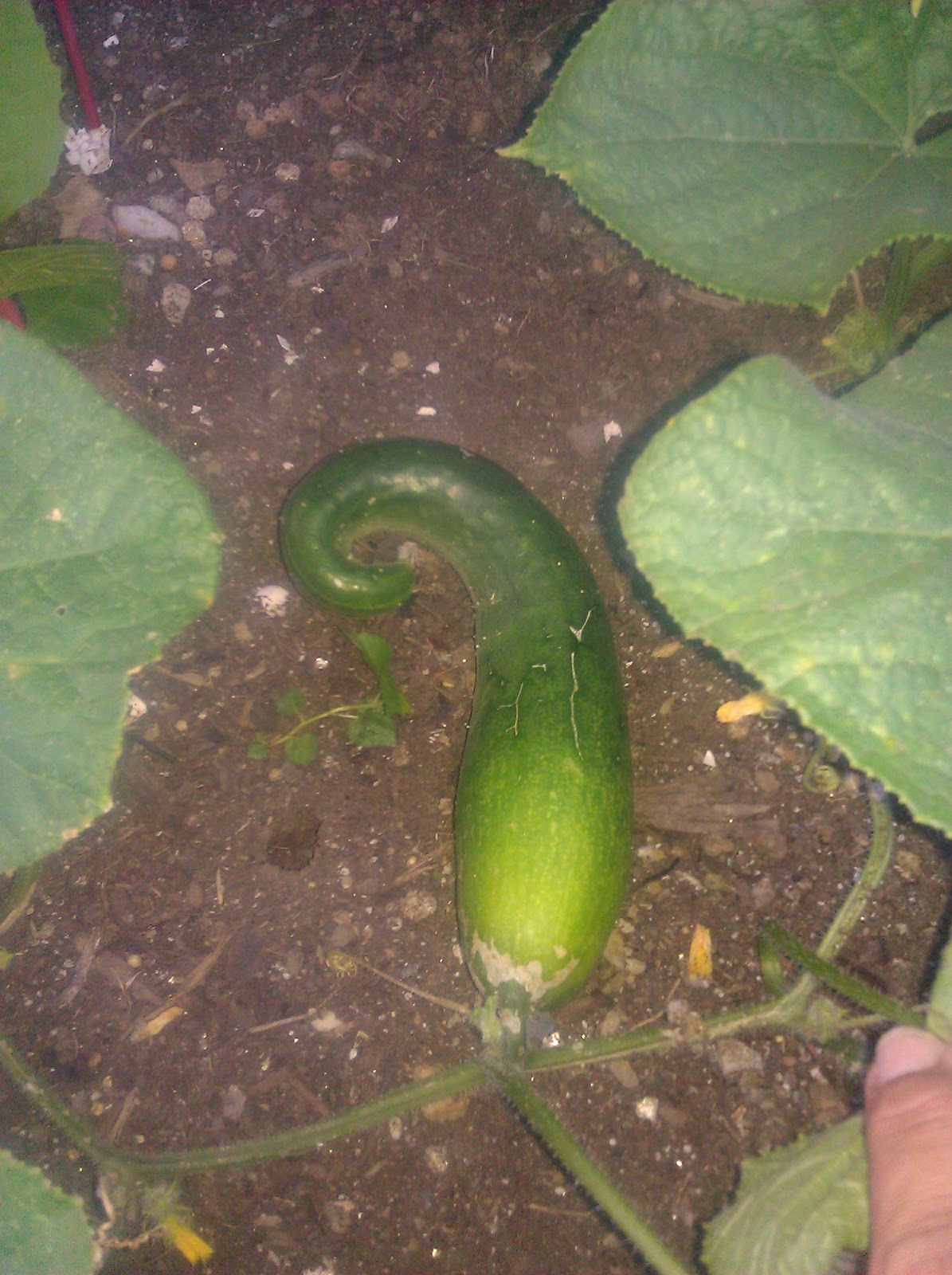 Lessons from the Garden: Curling Cucumbers: the unplanned Shirly Temple ...
