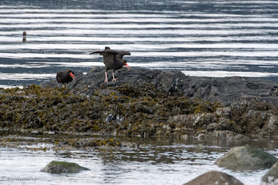 Black Oystercatchers