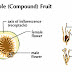 Definition Of Compound Fruits Definition Of Compound Fruits