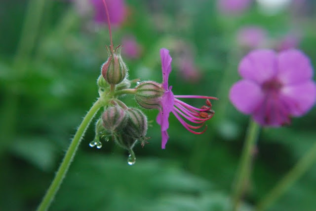 Close up of Geranium macrorrhizum 'Bevan's Variety' with raindrops