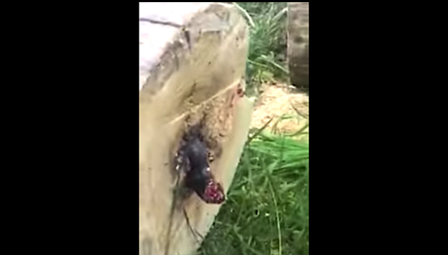 Unknown snake or worm coming out of a chopped tree Unknown snake or worm coming out of a chopped tree