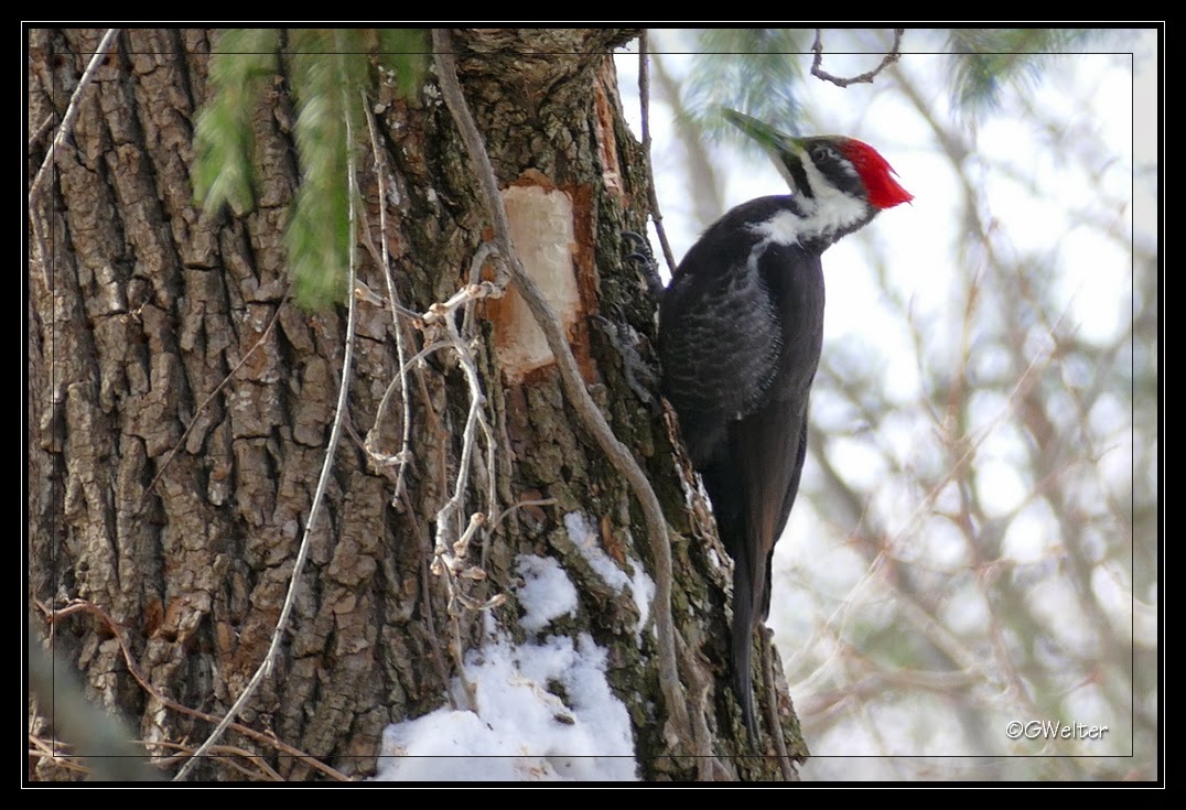 View Pileated Woodpecker Size Comparison PNG | angelinajoliecoolsagt