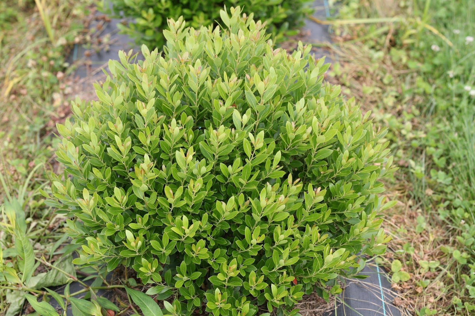 The Plant Hunter Boxwood Alternatives