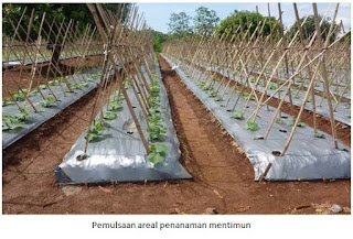 Cara Menanam Mentimun (Cucumis Sativus L) Cara Menanam Mentimun (Cucumis Sativus L)