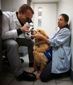 Dr robert swinger dvm Anri Okita