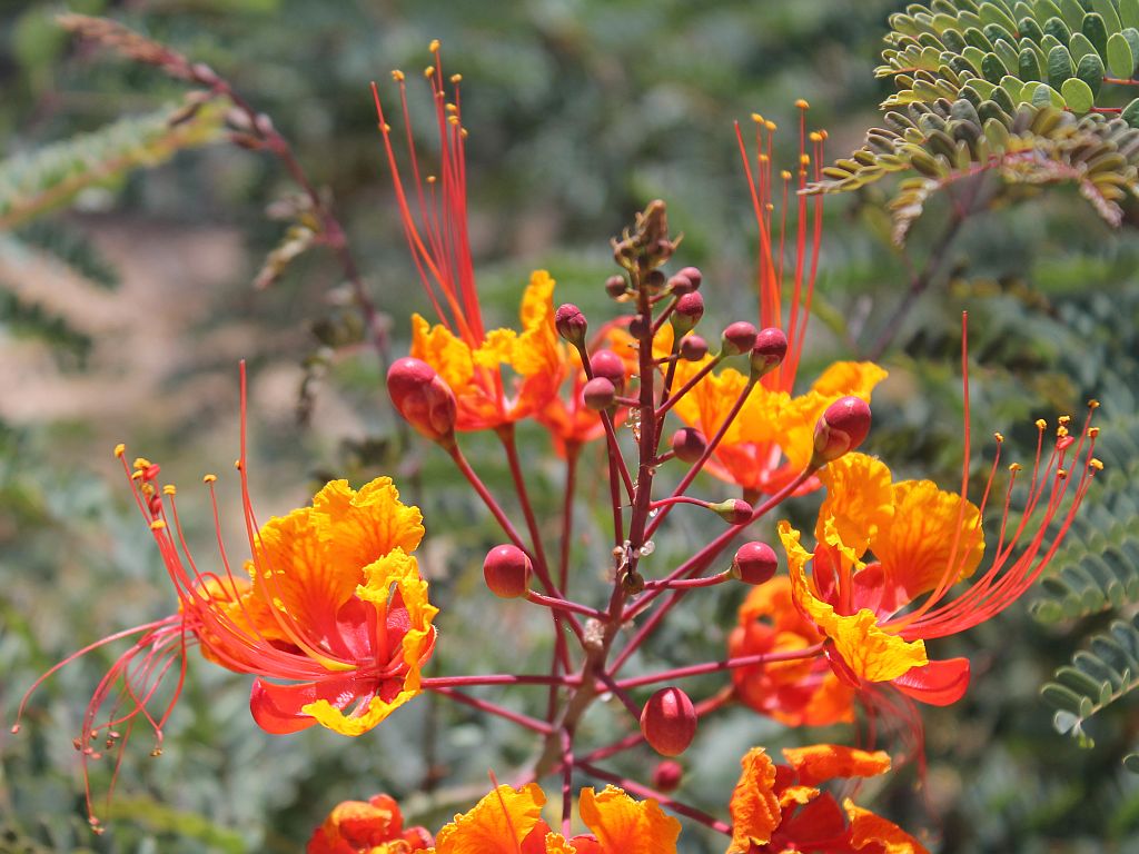 Bird In Everything: Bird Of Paradise Shrub