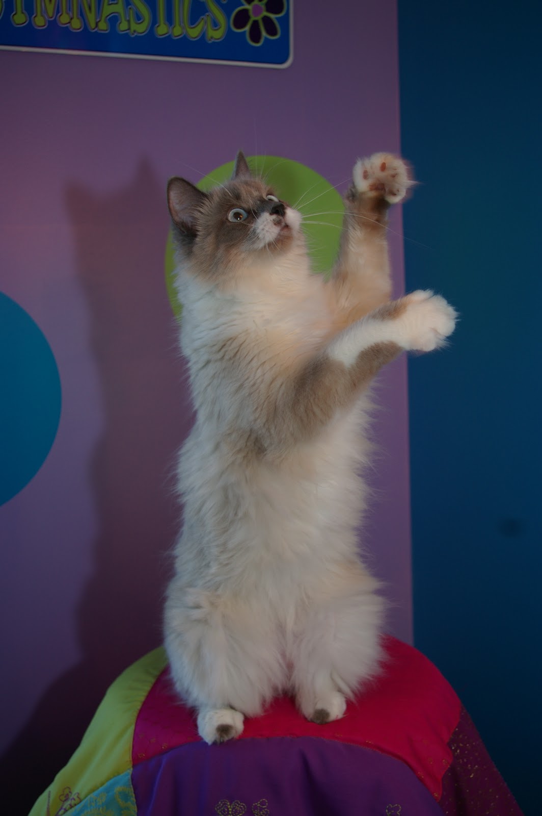 CAD CAM Zen: Cat Scan
