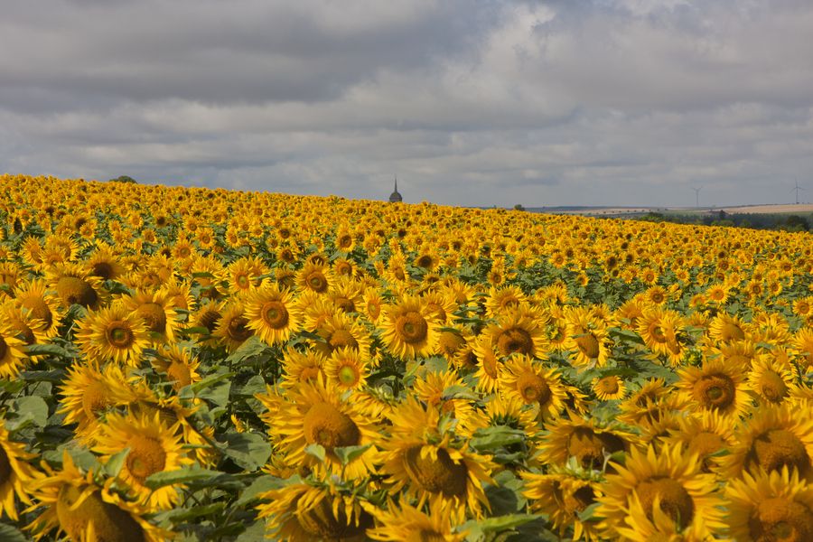 18. Sunflowers by Ian Johnston