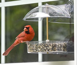 window birds bird into flying keep why unlimited wild does cardinal shock stop