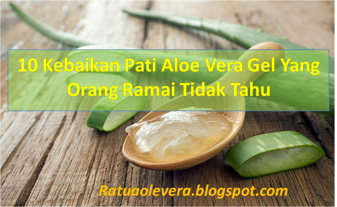 Ratu Aloe Vera 10 Kebaikan Aloe Vera Yang Ramai Orang Tidak Tahu