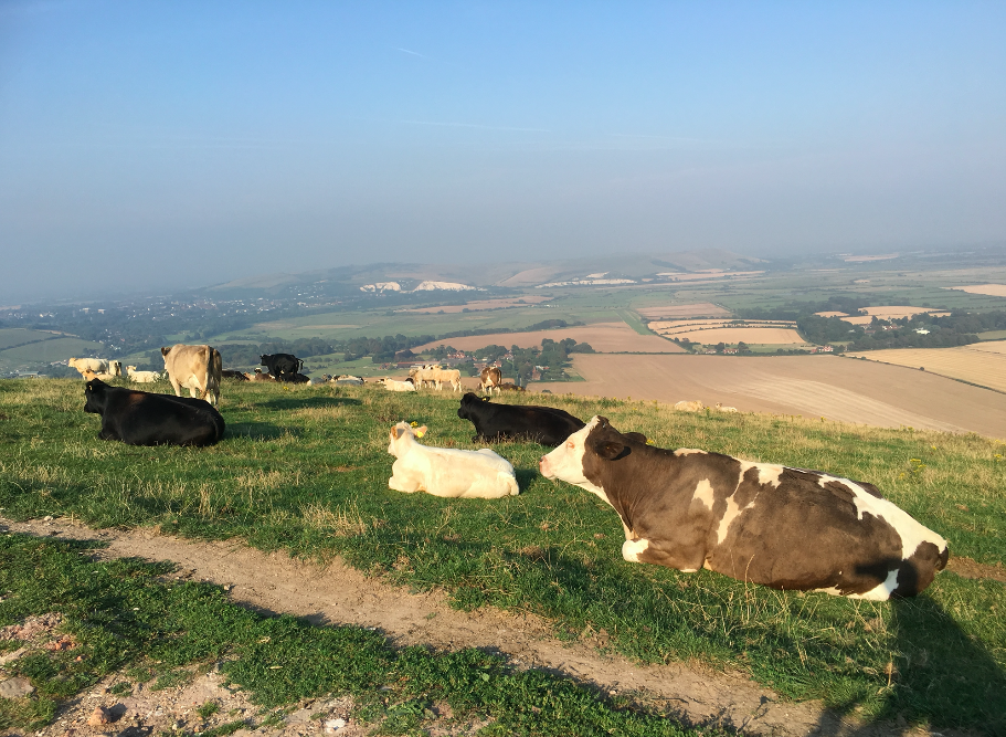 FitBits | Cycling the South Downs Way - Eastbourne to Brighton 