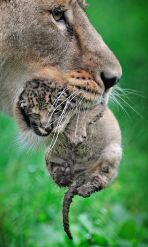 Do tigers eat their cubs? - Random fact of life