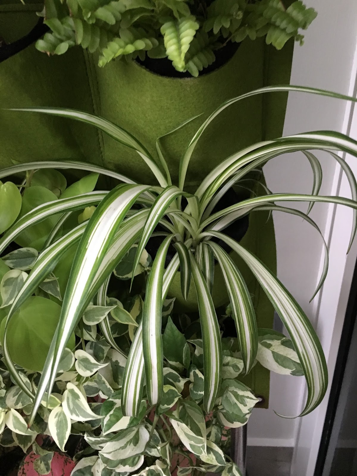 My Vertical Gardens Vertical Gardens Airplane plant