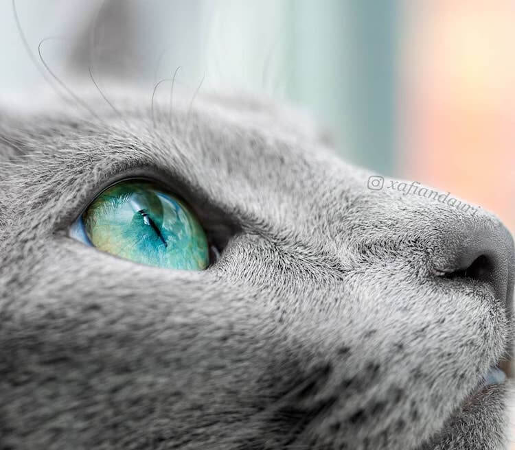 Stunning Pictures Of Silver Cat Sisters With Gorgeous Green Eyes