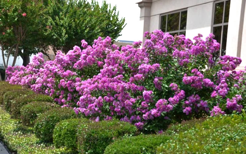 P O T A G E R SemiDwarf Crape Myrtle Early Bird Lavender