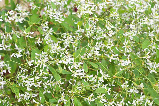 tiny white flowers, vines, leguminous, plant,image