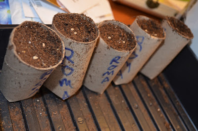 Planting Time (cell photo by Trisha)