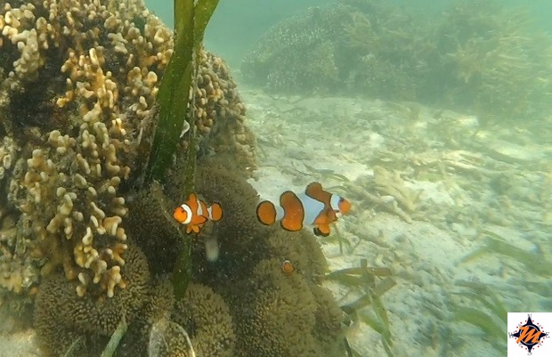 Kanawa Island Kanawa Island