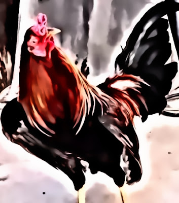 gallo de pelea imagen