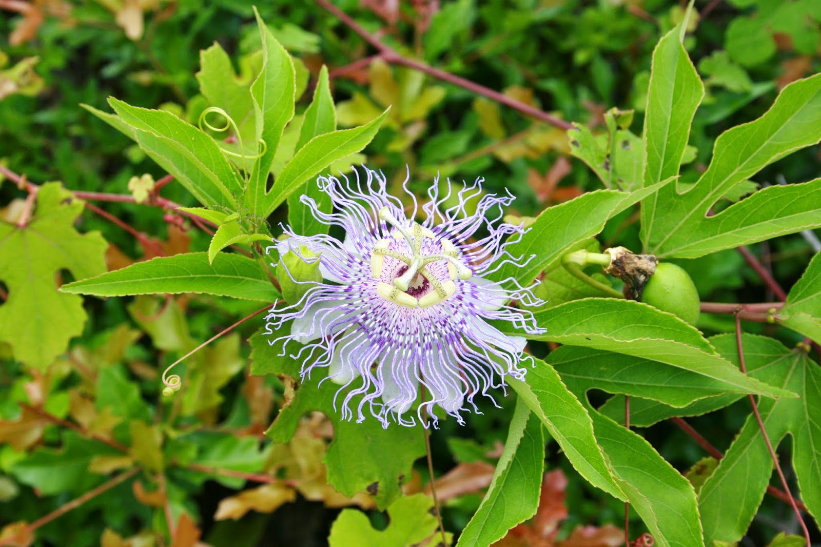 Native Florida Wildflowers: Purple passionvine - Passiflora incarnata Purple Flowers That Grow In Florida