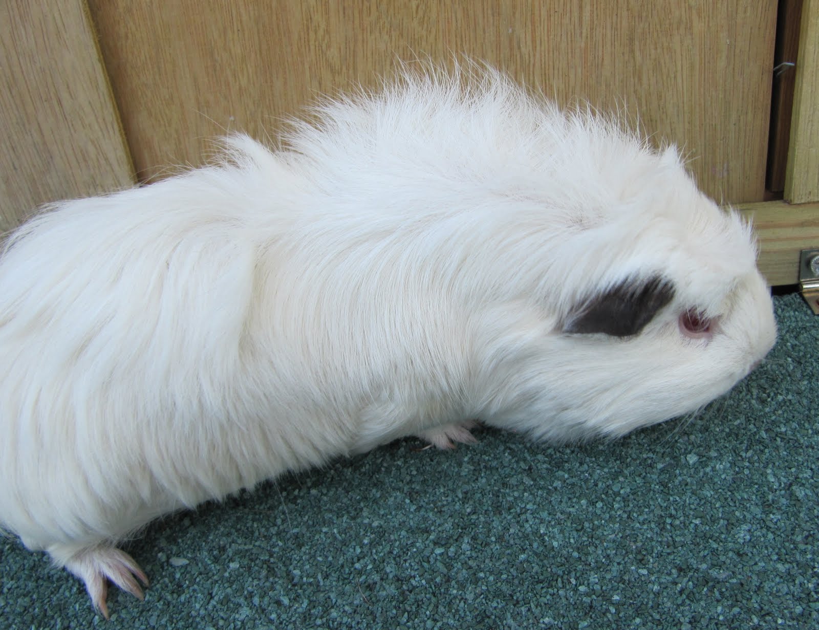 All Things Guinea Pig Bad Beeno!